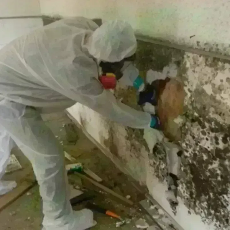 Mold Remediation and Removal in North Kansas City, MO